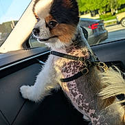 Dukie is registered to the contest to win money with this photo: car, cute, daytime, dog, fur, greenery, haircut, inside_vehicle, leash, outdoor_view, pet, road, seat, side_view, small_dog, spotted_skin, sunlight, trees, vehicle, window