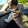 car, cute, daytime, dog, fur, greenery, haircut, inside_vehicle, leash, outdoor_view, pet, road, seat, side_view, small_dog, spotted_skin, sunlight, trees, vehicle, window
