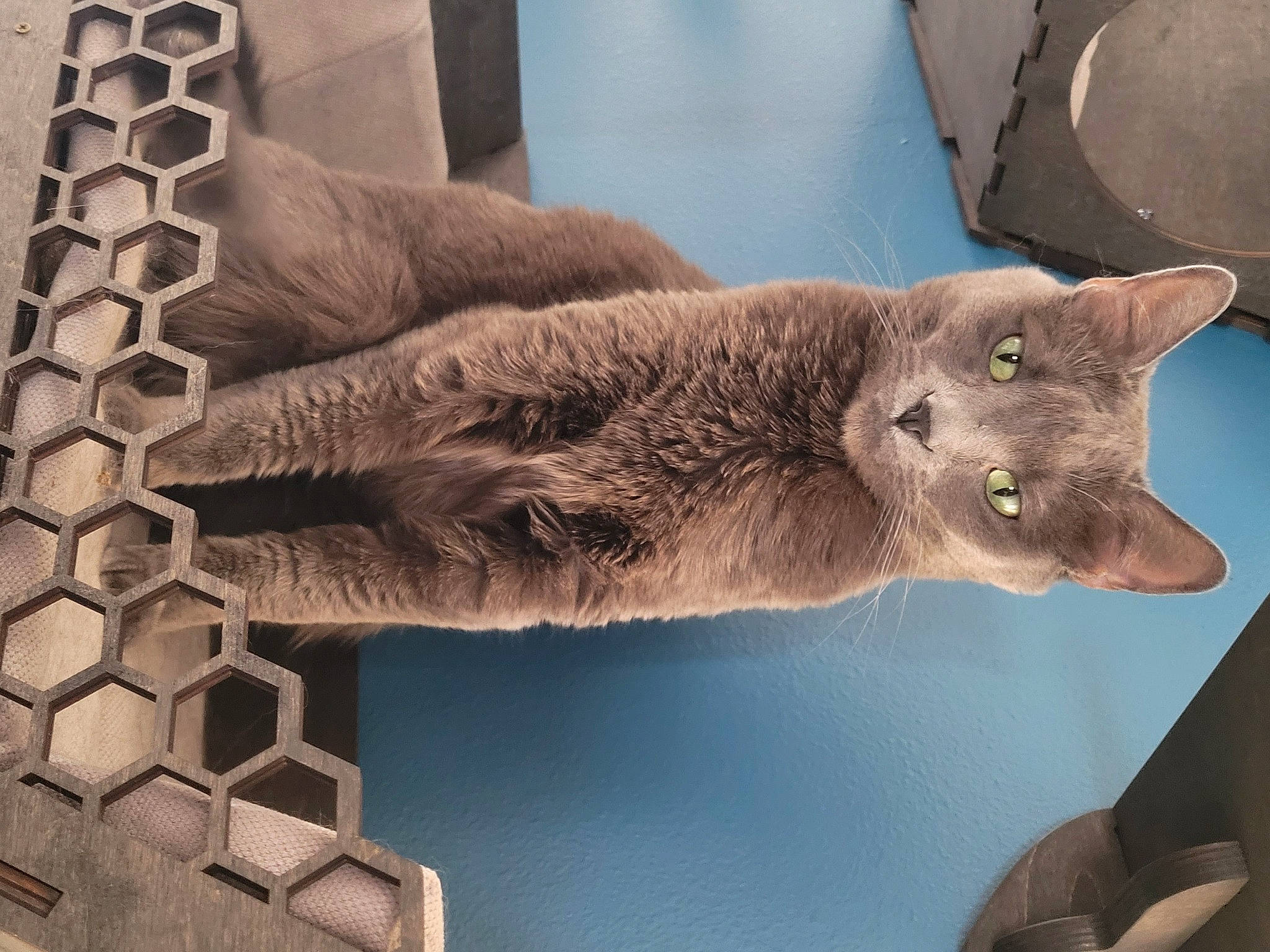 Bits is registered to the contest to win money with this photo: art, building, canidae, carnivore, cat, domestic_short_haired_cat, felidae, fur, metal, monument, russian_blue, sculpture, small_to_medium_sized_cats, statue, tail, terrestrial_animal, tree, water, whiskers, wood