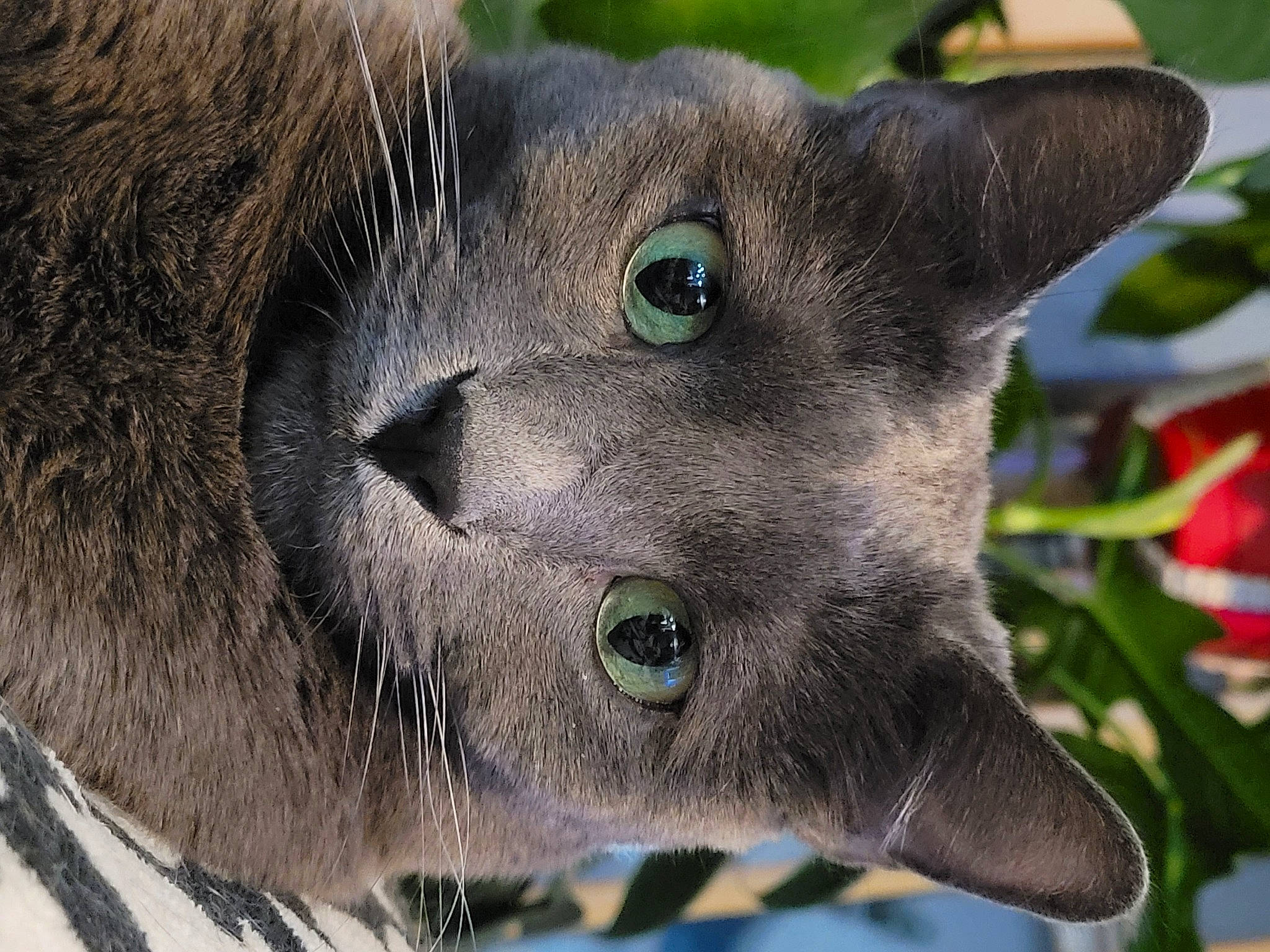 Bits joined the competition — help win amazing prizes! carnivore, cat, close_up, domestic_short_haired_cat, electric_blue, felidae, fur, plant, russian_blue, small_to_medium_sized_cats, snout, terrestrial_animal, whiskers, wildlife, window