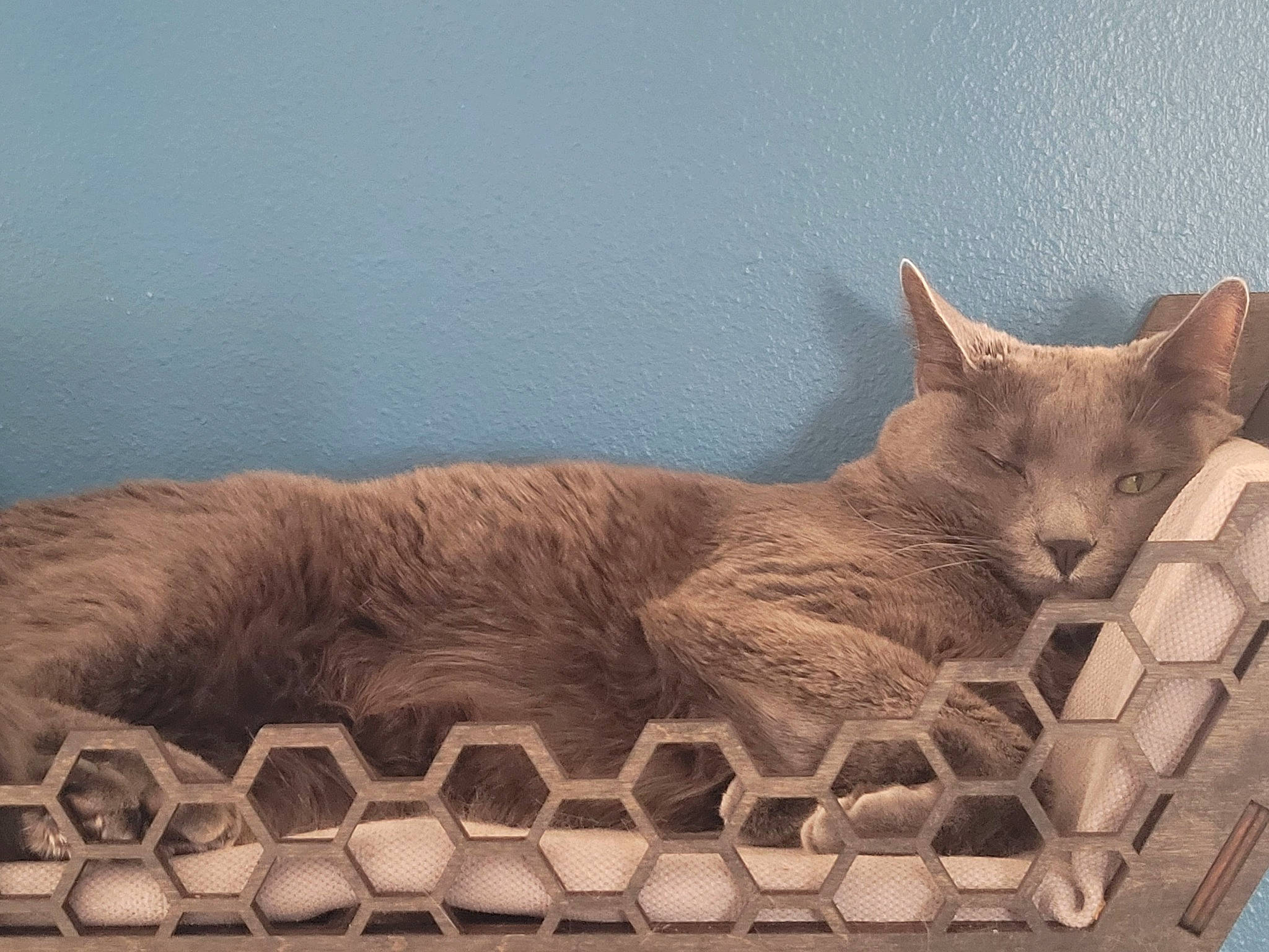 Bits is registered to the contest to win money with this photo: art, carnivore, cat, cat_supply, comfort, domestic_short_haired_cat, fawn, felidae, fur, sculpture, small_to_medium_sized_cats, snout, tail, terrestrial_animal, whiskers, wildlife, window