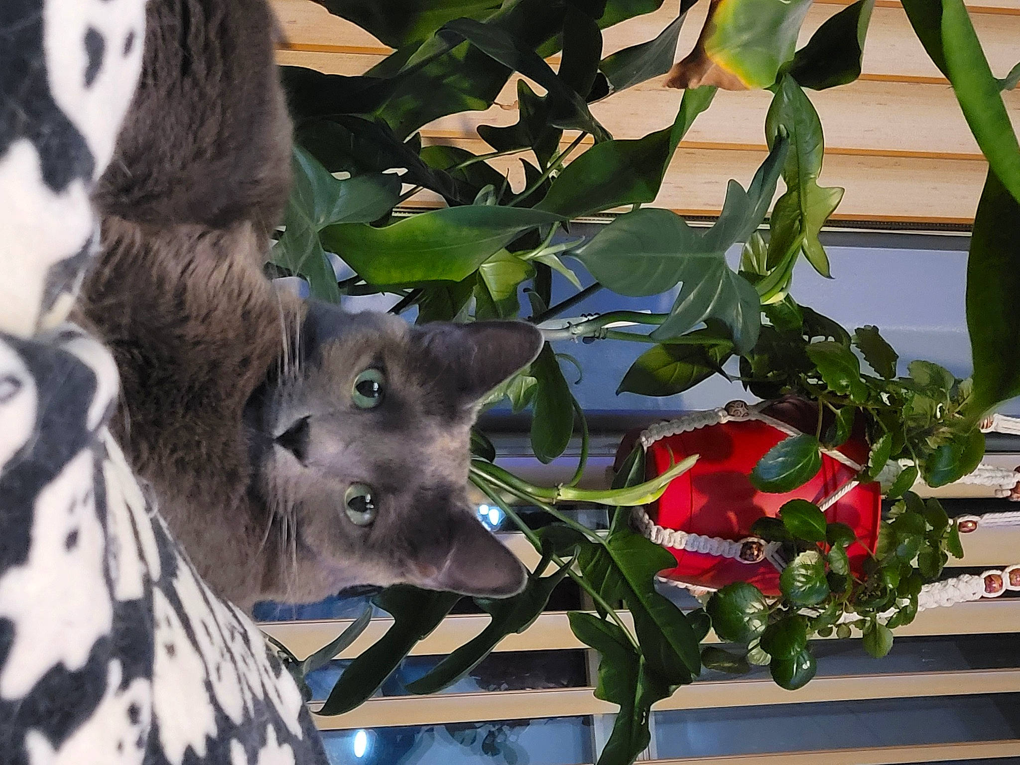 Bits is registered to the contest to win money with this photo: art, branch, carmine, fawn, felidae, flower, flowering_plant, fur, groundcover, houseplant, leaf, natural_material, petal, plant, small_to_medium_sized_cats, snout, terrestrial_animal, tree, twig, whiskers