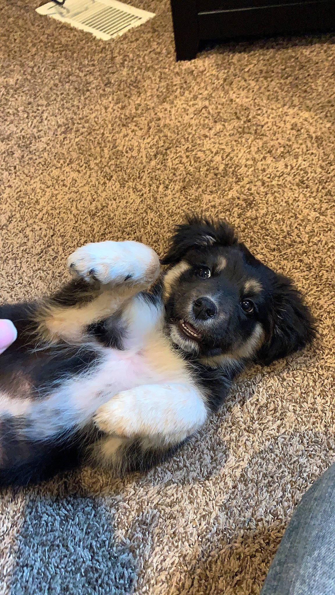 Asher is registered to the contest to win money with this photo: canidae, carnivore, comfort, companion_dog, dog, dog_breed, fawn, fur, paw, puppy, snout, soil, sporting_group, street_dog, tail, terrestrial_animal, whiskers, working_animal, working_dog