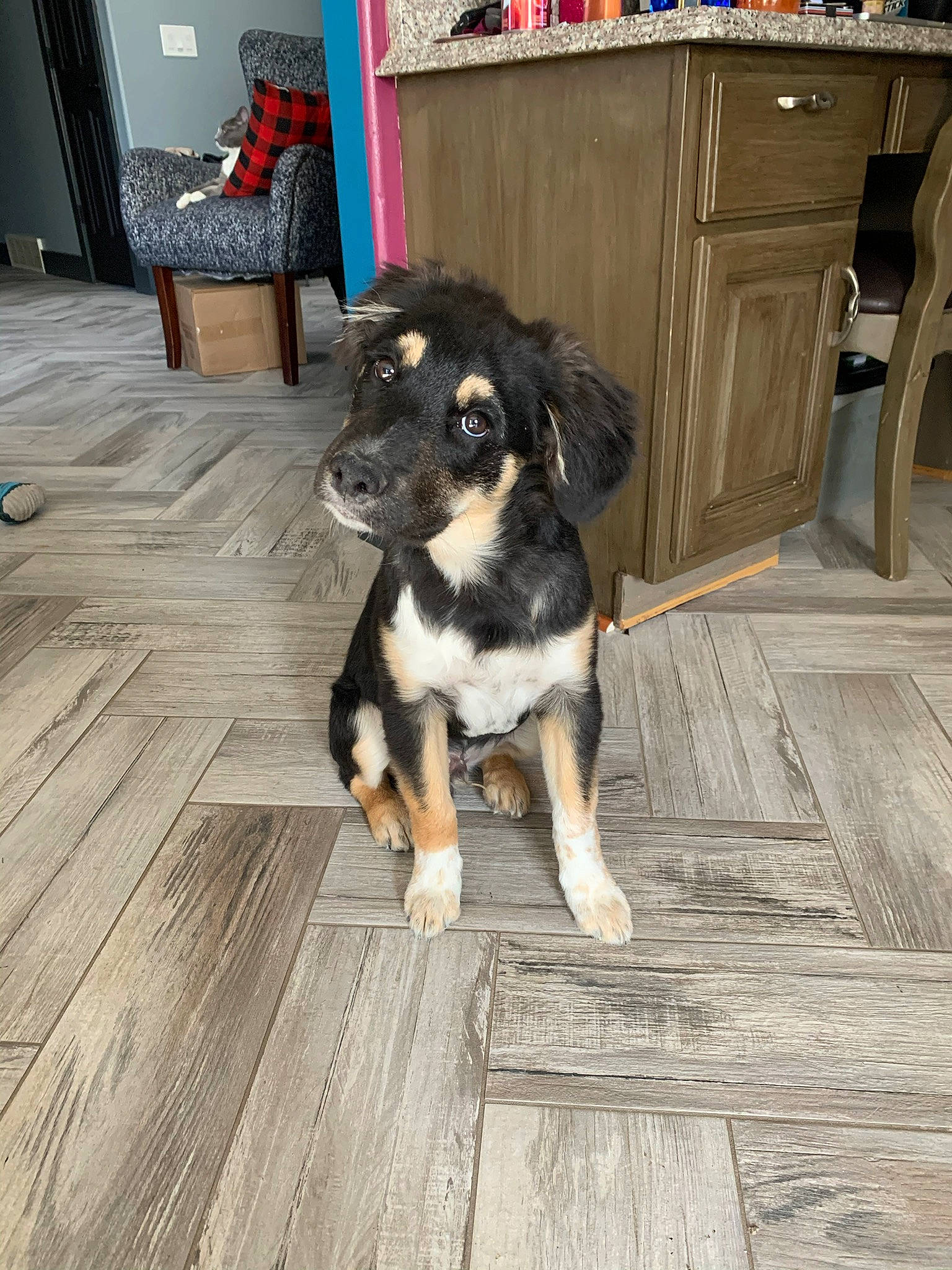 Asher is registered to the contest to win money with this photo: cabinetry, carnivore, chair, companion_dog, dog, dog_breed, drawer, floor, flooring, hardwood, herding_dog, laminate_flooring, living_room, plank, room, snout, tail, wood, wood_flooring, working_animal