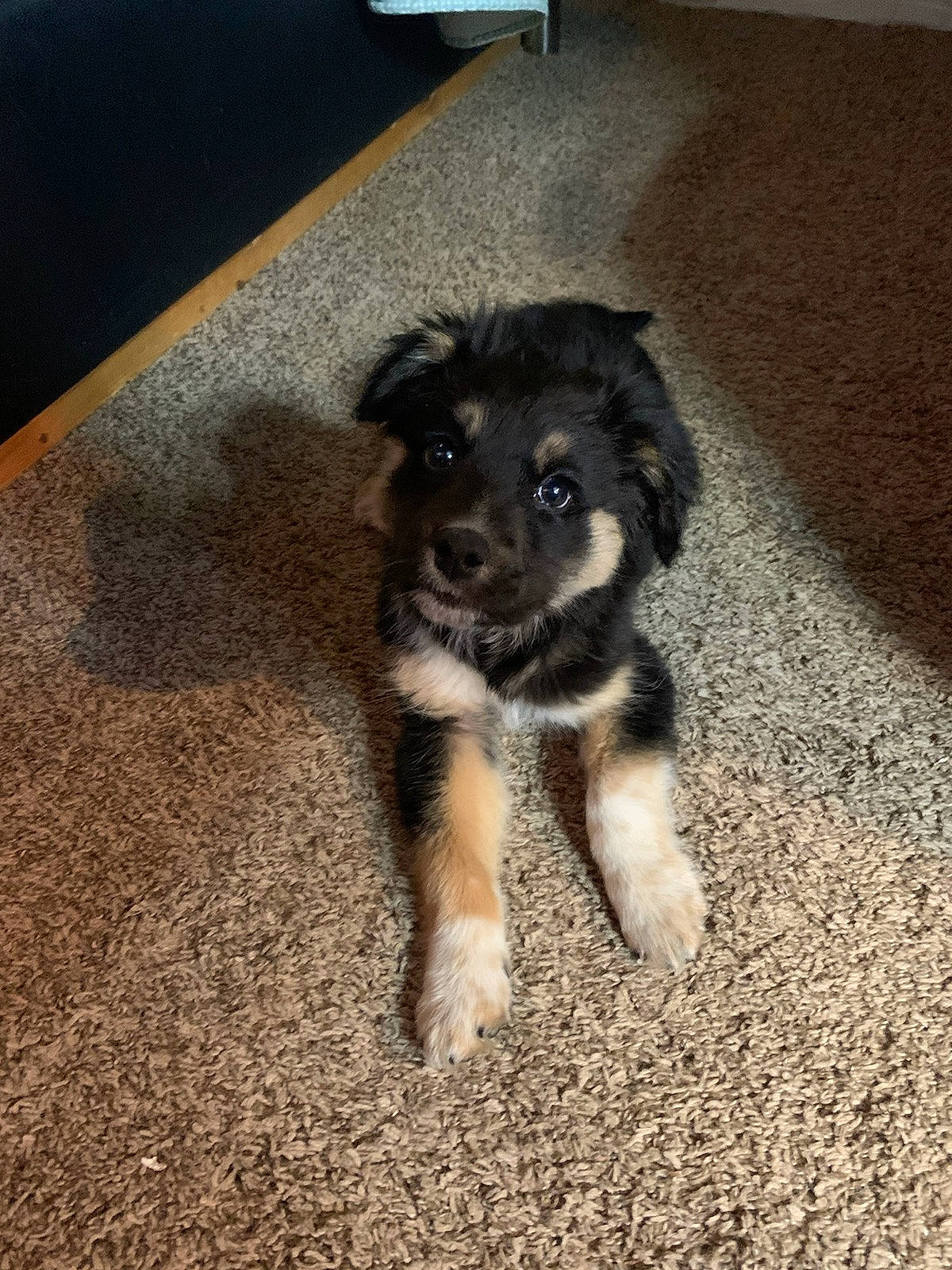 Asher is registered to the contest to win money with this photo: border_collie, canidae, carnivore, companion_dog, dog, dog_breed, flooring, fur, hardwood, paw, puppy, snout, soil, street_dog, table, tail, terrestrial_animal, working_animal, working_dog