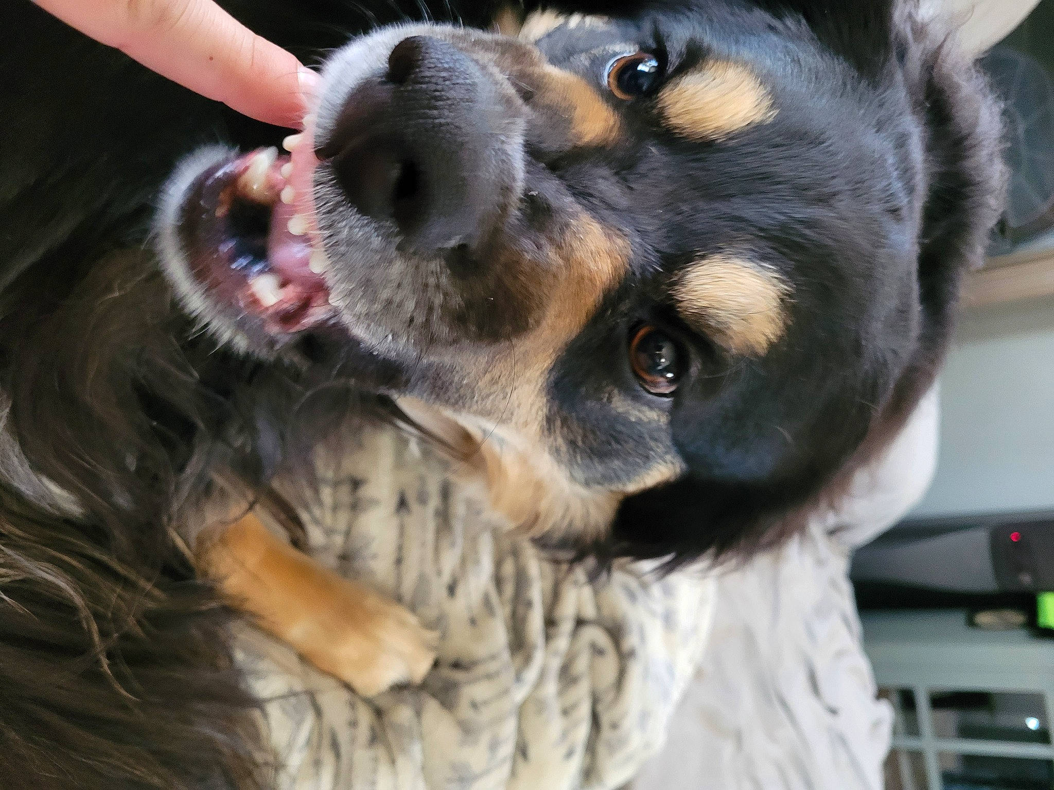 Asher is registered to the contest to win money with this photo: canidae, carnivore, collar, companion_dog, dog, dog_breed, dog_supply, ear, fawn, fur, guard_dog, mammal, paw, snout, sporting_group, terrestrial_animal, toy_dog, whiskers, working_animal, working_dog