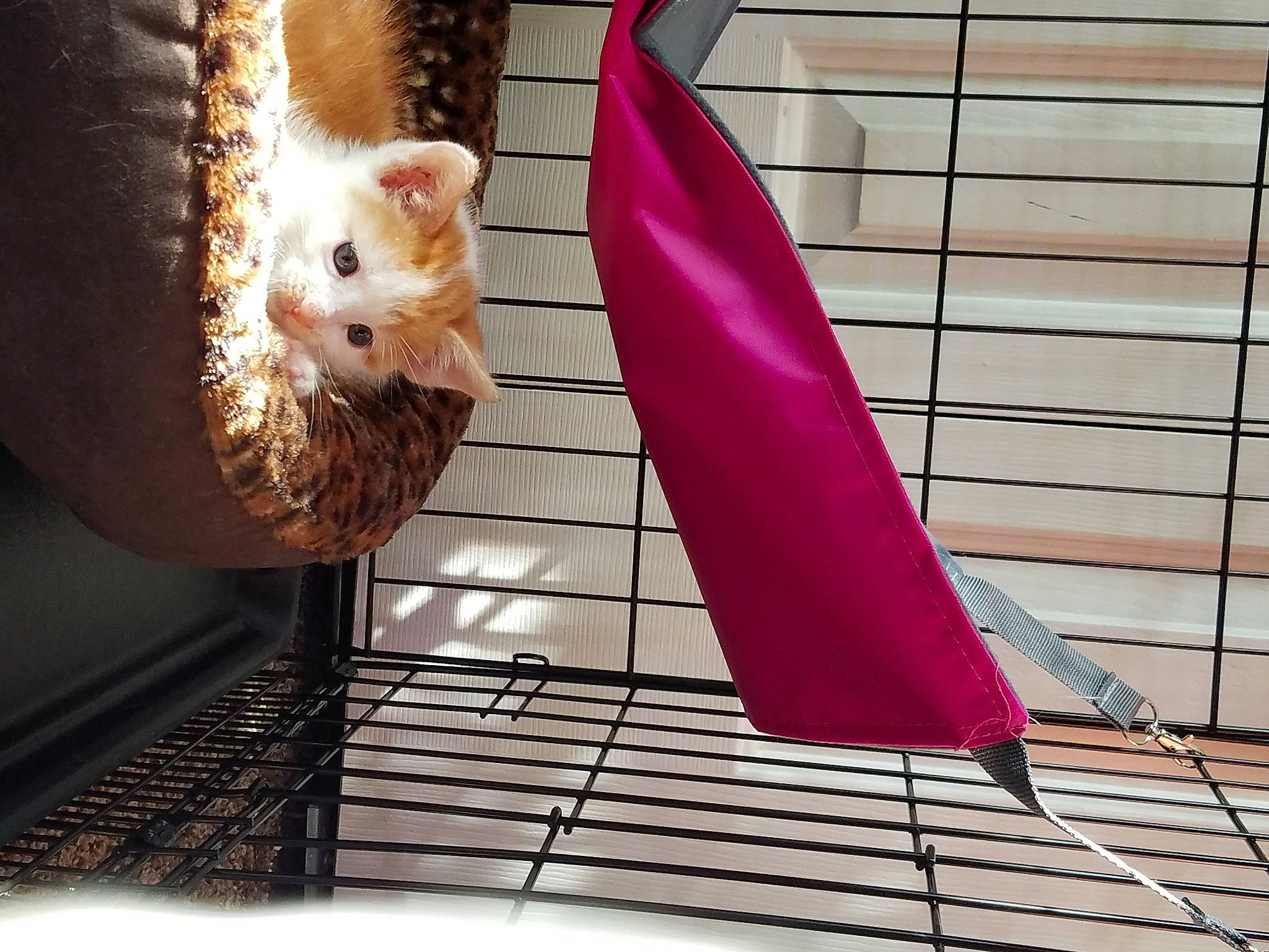 Othello And Ophelia is registered to the contest to win money with this photo: animal_shelter, beauty, cage, carnivore, cat, fawn, feather, felidae, flooring, line, magenta, mesh, pattern, pet_supply, pink, small_to_medium_sized_cats, tail, tints_and_shades, whiskers, wood