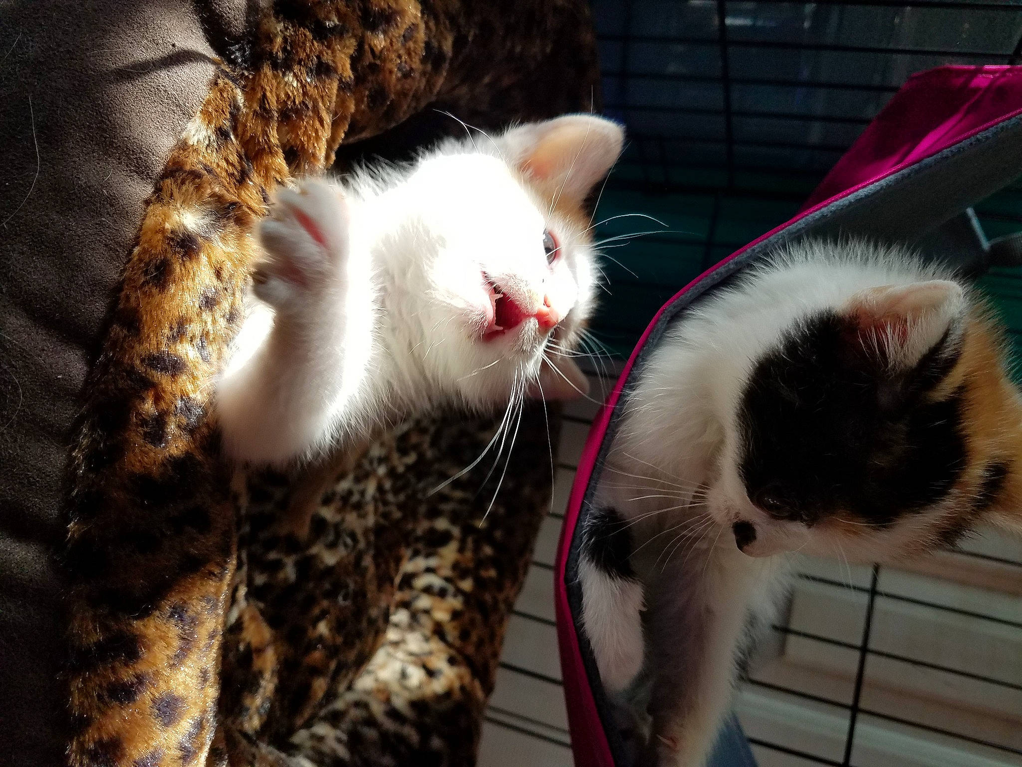 Othello And Ophelia is registered to the contest to win money with this photo: animal_shelter, cage, carnivore, cat, claw, domestic_short_haired_cat, fawn, felidae, fur, paw, pet_supply, small_to_medium_sized_cats, snout, tail, terrestrial_animal, whiskers