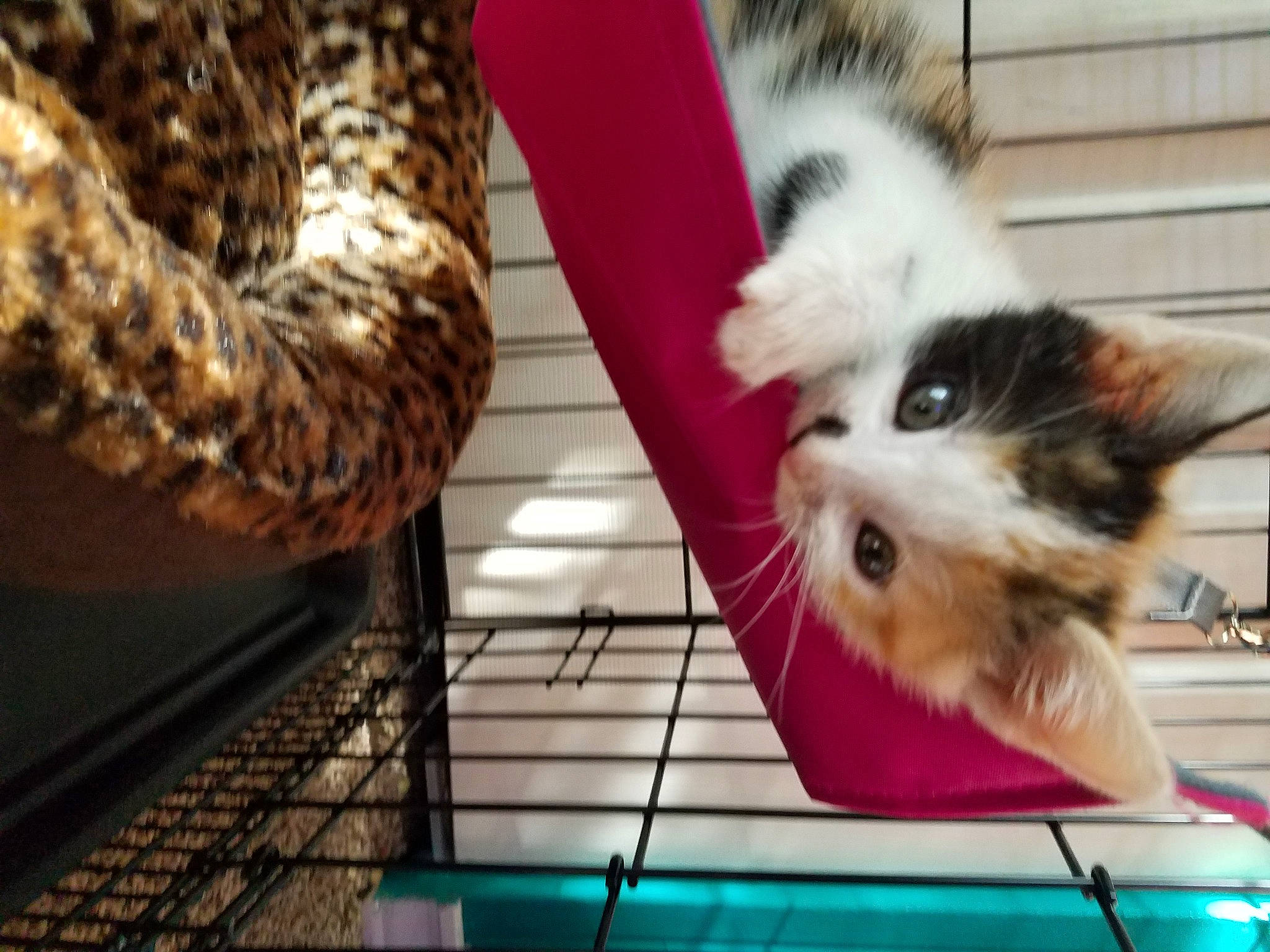 Othello And Ophelia joined the competition — help win amazing prizes! animal_shelter, cage, carnivore, cat, claw, companion_dog, domestic_short_haired_cat, fawn, felidae, fur, mammal, paw, pet_supply, photo_caption, small_to_medium_sized_cats, snout, tail, terrestrial_animal, vertebrate, whiskers