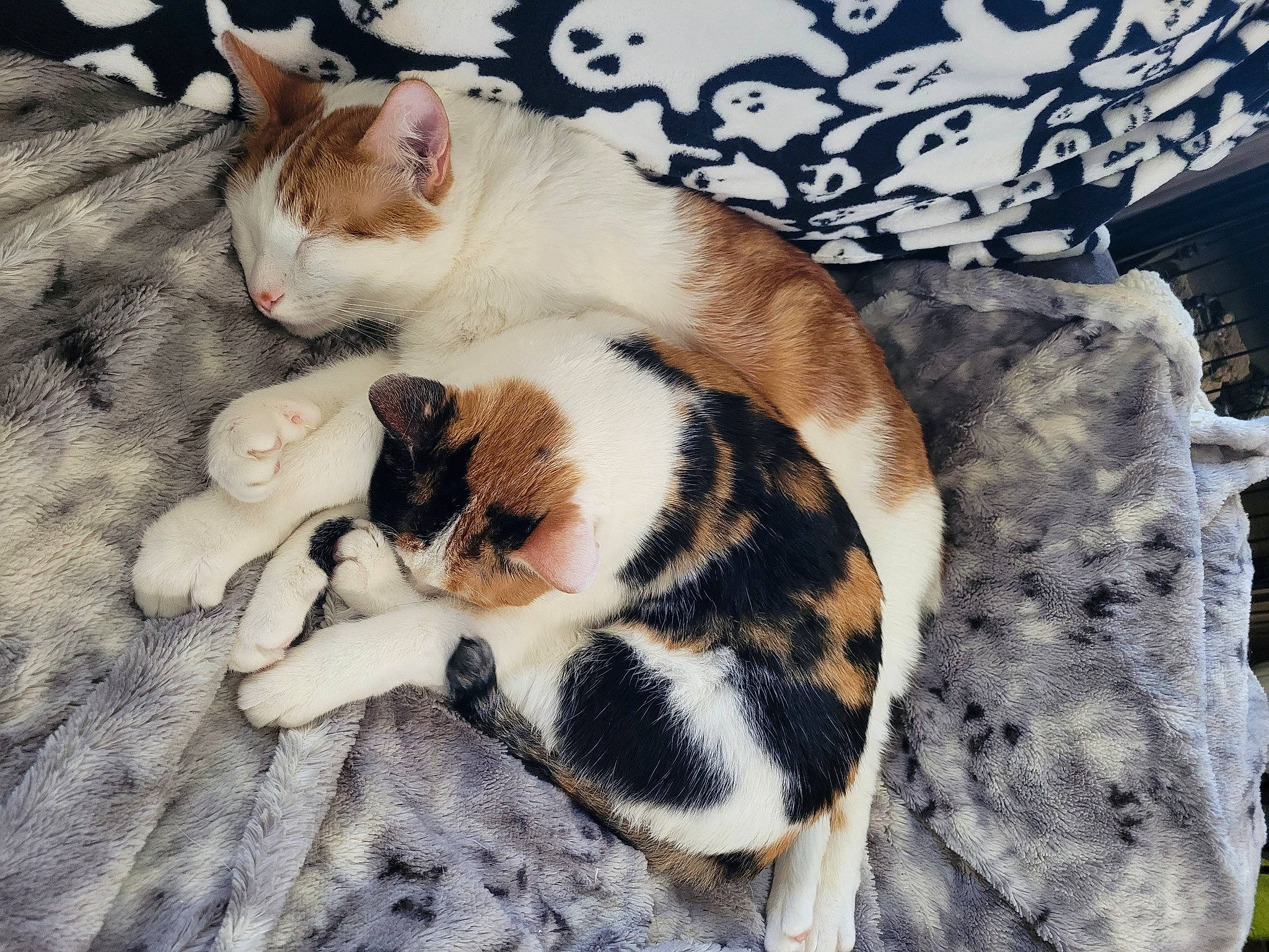 Othello And Ophelia is registered to the contest to win money with this photo: carnivore, cat, comfort, companion_dog, domestic_short_haired_cat, fawn, felidae, fur, grass, linens, nap, pattern, paw, small_to_medium_sized_cats, snout, tail, terrestrial_animal, whiskers, wood