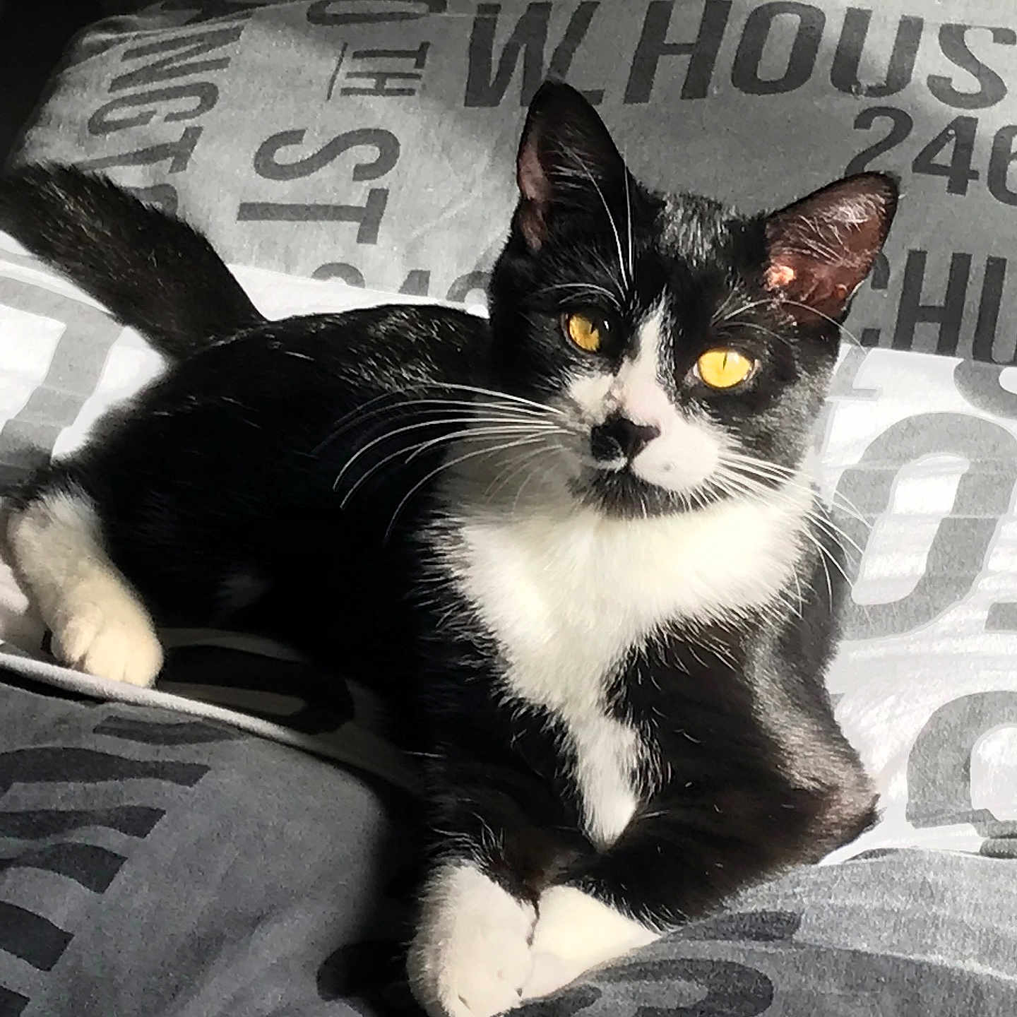 Saty participe au concours pour gagner de l'argent avec cette photo : abyssinian, animal, bed, bedroom, blackcat, blanket, cat, couch, cushion, furniture, homedecor, indoors, kitten, manx, person, pet, quilt, room, sleeping, text