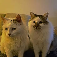 Stitch Et Winnie a rejoint le concours — aidez-le/la à gagner de superbes lots ! cat, two_cats, white_cat, fluffy_cat, indoor, pet, feline, animal, curious, sitting, closeup, domestic_cat, soft_light, couch, furniture, portrait, companions, whiskers, ears, eyes