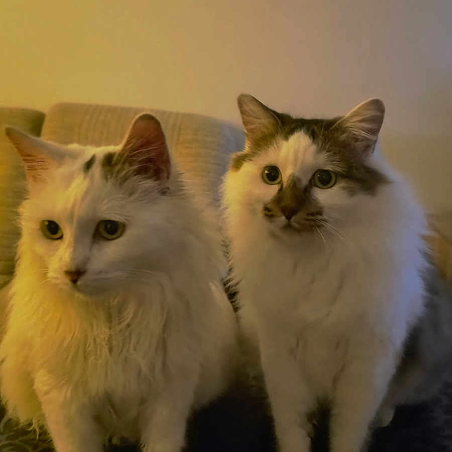 Stitch Et Winnie a rejoint le concours — aidez-le/la à gagner de superbes lots ! animal, cat, closeup, companions, couch, curious, domestic_cat, ears, eyes, feline, fluffy_cat, furniture, indoor, pet, portrait, sitting, soft_light, two_cats, whiskers, white_cat