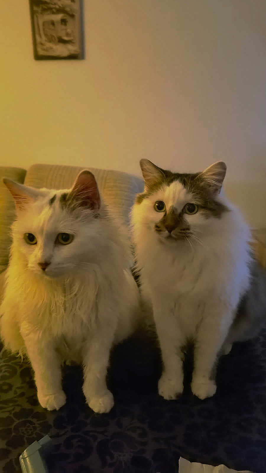 Stitch Et Winnie a rejoint le concours — aidez-le/la à gagner de superbes lots ! cat, two_cats, white_cat, fluffy_cat, indoor, pet, feline, animal, curious, sitting, closeup, domestic_cat, soft_light, couch, furniture, portrait, companions, whiskers, ears, eyes