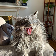 Blossom is registered to the contest to win money with this photo: animal, armrest, cat, closeup, couch, decor, feline, fluffy, fur, furniture, gray, indoor, living_room, mouth_open, pet, plant, relaxed, sunlight, whiskers, yawning