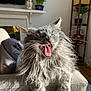 animal, armrest, cat, closeup, couch, decor, feline, fluffy, fur, furniture, gray, indoor, living_room, mouth_open, pet, plant, relaxed, sunlight, whiskers, yawning