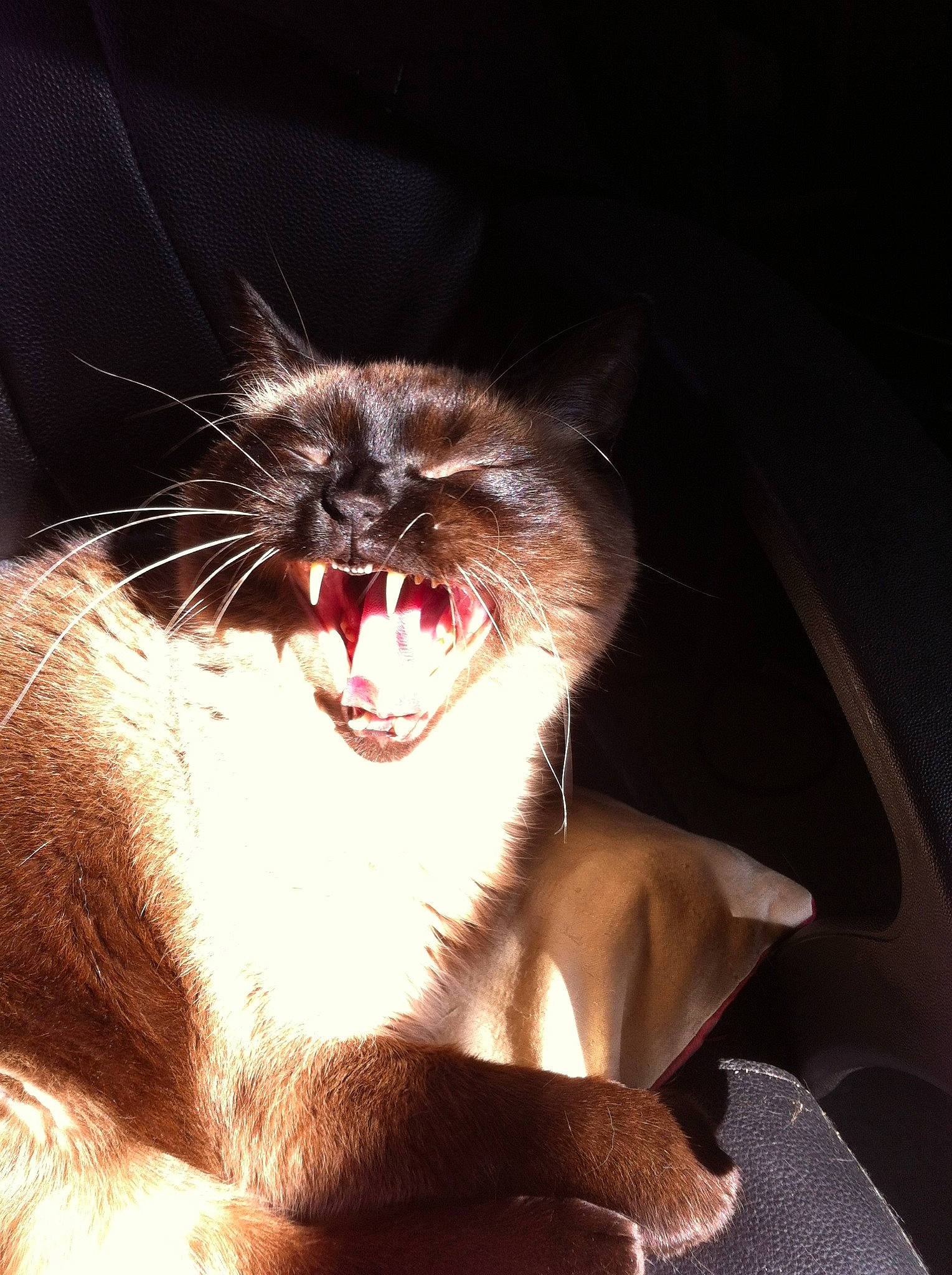 Loulou participe au concours pour gagner de l'argent avec cette photo : carnivore, cat, ear, eye, facial_expression, fang, felidae, human_body, jaw, mouth, nose, organ, roar, small_to_medium_sized_cats, smile, snout, tongue, tooth, whiskers, yawn