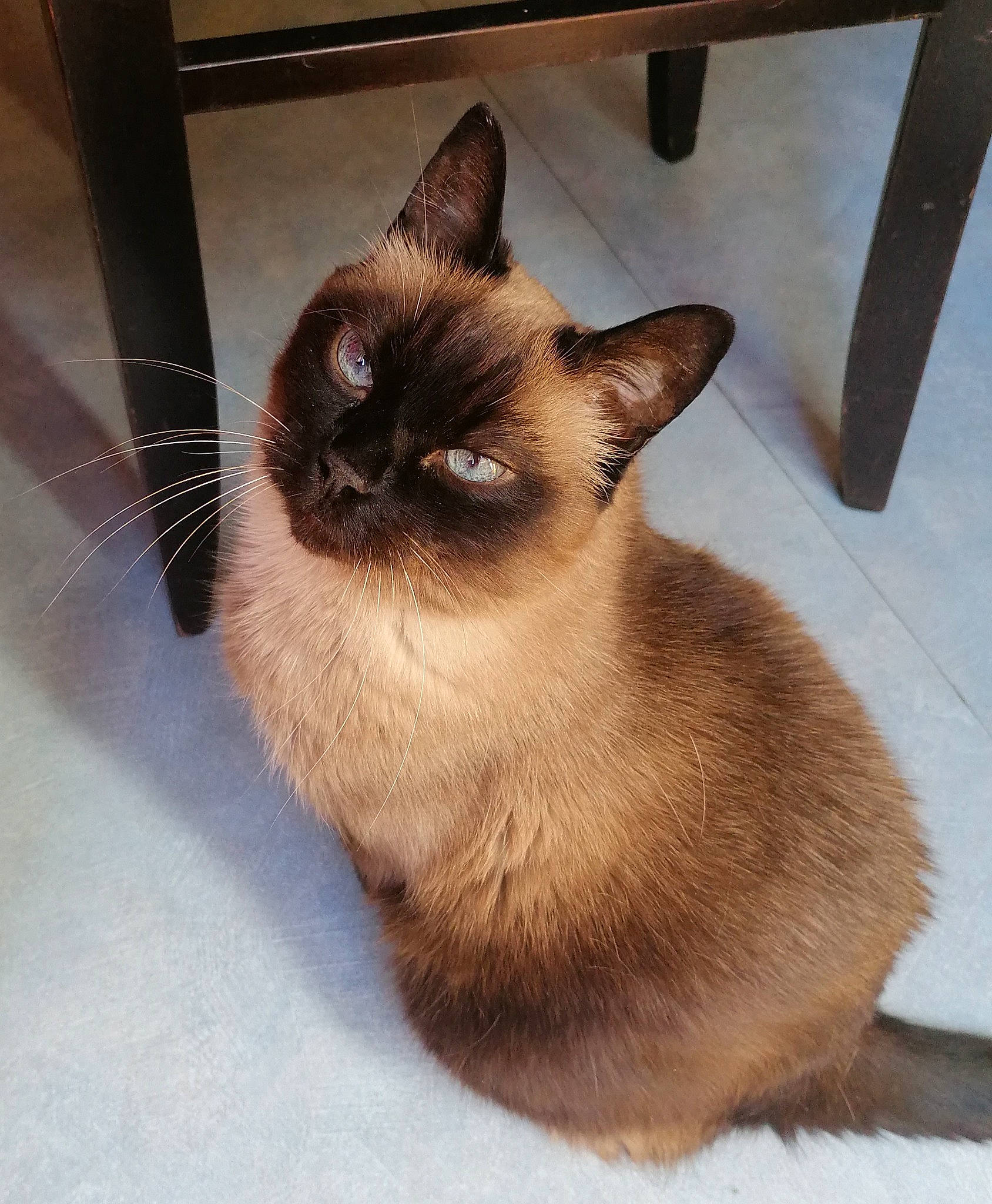Loulou a rejoint le concours — aidez-le/la à gagner de superbes lots ! asian, balinese, birman, burmese, carnivore, cat, colorpoint_shorthair, eye, fawn, felidae, himalayan, javanese, mammal, siamese, small_to_medium_sized_cats, snowshoe, thai, tonkinese, vertebrate, whiskers