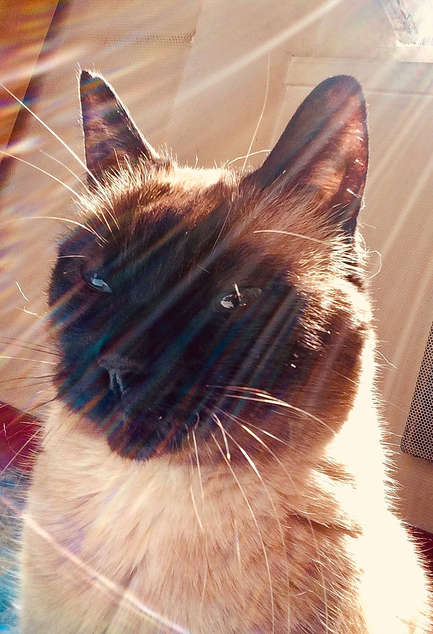 Loulou a rejoint le concours — aidez-le/la à gagner de superbes lots ! balinese, birman, carnivore, cat, close_up, ear, eye, felidae, fur, himalayan, kitten, mammal, nose, ojos_azules, siamese, small_to_medium_sized_cats, snout, tail, tonkinese, whiskers