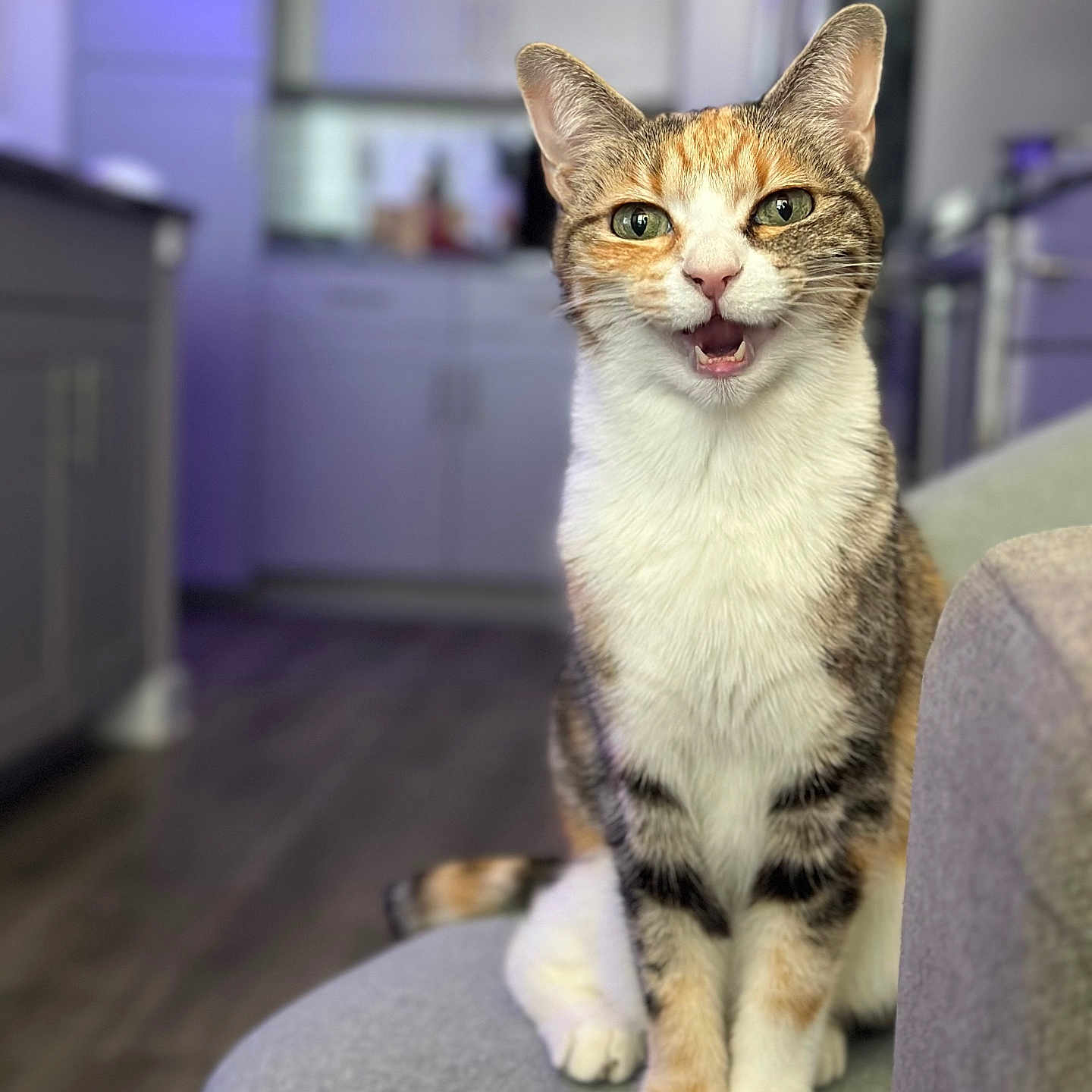 Callie is registered to the contest to win money with this photo: abyssinian, animal, architecture, bodypart, building, cat, chair, couch, furniture, hardwood, indoors, interiordesign, kitten, livingroom, manx, mouth, person, pet, room, wood