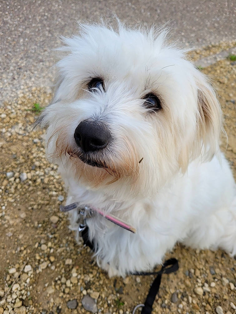 Tysaîa participe au concours pour gagner de l'argent avec cette photo : accessories, animal, canine, collar, dog, eskimodog, flagstone, gravel, leash, path, pebble, pet, poodle, puppy, road, strap, terrier, walkway, whitedog