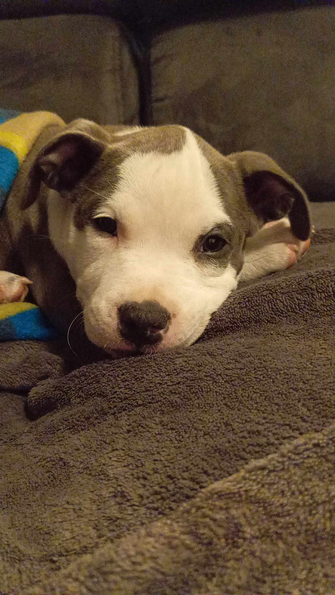 Aya a rejoint le concours — aidez-le/la à gagner de superbes lots ! puppy, dog, pet, sleeping, blanket, cozy, close_up, cute, fur, resting, ears, indoors, soft, brown, white, nose, face, animal, comfort, relaxation