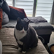 Tiya participe au concours pour gagner de l'argent avec cette photo : cat, gray_cat, white_cat, indoor, couch, sofa, blanket, pillow, window, blinds, pet, animal, feline, domestic_cat, sitting, curious, fur, whiskers, tail, home