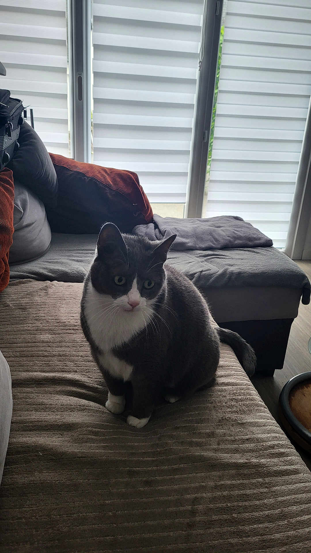 Tiya participe au concours pour gagner de l'argent avec cette photo : cat, gray_cat, white_cat, indoor, couch, sofa, blanket, pillow, window, blinds, pet, animal, feline, domestic_cat, sitting, curious, fur, whiskers, tail, home