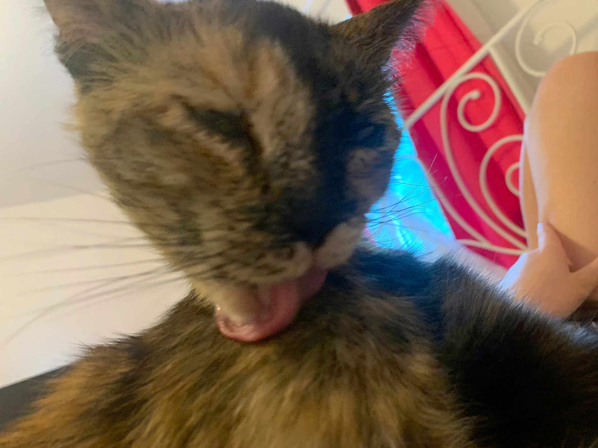 Torta joined the competition — help win amazing prizes! cat, tortoiseshell_cat, licking, fur, close_up, indoor, bed, red_curtain, white_bedframe, person, legs, whiskers, feline, domestic_animal, pet, resting, comfort, tongue, blurred_background, home
