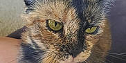 Torta joined the competition — help win amazing prizes! cat, tortoiseshell, pet, indoor, close_up, animal, feline, whiskers, fur, green_eyes, sitting, lap, person, comfort, home, carpet, furniture, ear, nose, face
