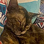 Torta joined the competition — help win amazing prizes! cat, sleeping, tortoiseshell, close_up, feline, pet, cozy, blanket, patterned, cushion, indoor, resting, fur, whiskers, ear, relaxed, comfort, animal, cute, nap