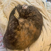Torta joined the competition — help win amazing prizes! cat, sleeping, curled_up, quilt, bedding, floral_pattern, brown_fur, orange_fur, indoor, resting, cozy, pet, feline, fur, nap, comfort, blanket, domestic_animal, cute, peaceful