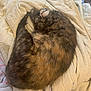 cat, sleeping, curled_up, quilt, bedding, floral_pattern, brown_fur, orange_fur, indoor, resting, cozy, pet, feline, fur, nap, comfort, blanket, domestic_animal, cute, peaceful