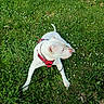 dog, white_dog, grass, outdoor, nature, greenery, flowers, pet, animal, canine, harness, leash, relaxing, sunlight, summer, daytime, resting, peaceful, cute, friendly