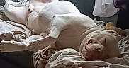 Gandalf participe au concours pour gagner de l'argent avec cette photo : animal, blanket, canine, comfort, couch, cozy, curtains, dog, domestic, furniture, home, indoor, laying_down, natural_light, pet, relaxed, resting, sleeping, white_dog, window