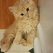 Gibson Les Paws is registered to the contest to win money with this photo: abyssinian, angora, animal, cat, citrusfruit, door, food, fruit, hardwood, indoors, interiordesign, kitten, manx, orange, pet, plant, plywood, produce, stainedwood, wood