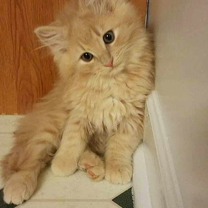 Gibson Les Paws is registered to the contest to win money with this photo: abyssinian, angora, animal, cat, citrusfruit, door, food, fruit, hardwood, indoors, interiordesign, kitten, manx, orange, pet, plant, plywood, produce, stainedwood, wood