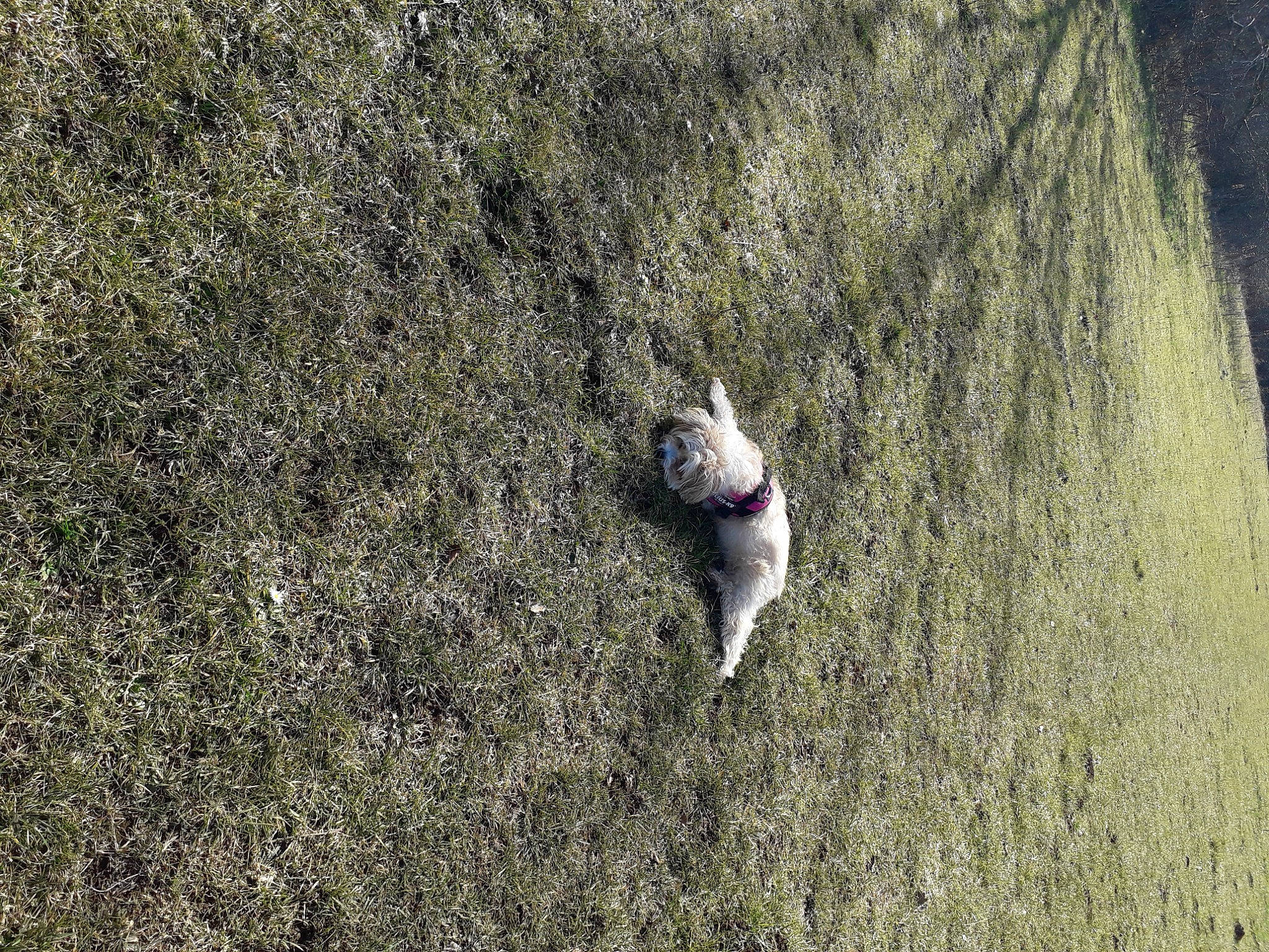 Neige participe au concours pour gagner de l'argent avec cette photo : asphalt, beak, bedrock, canidae, concrete, grass, grey, landscape, plant, recreation, road_surface, rock, seabird, shadow, soil, sporting_group, tail, trunk, wildlife, wood