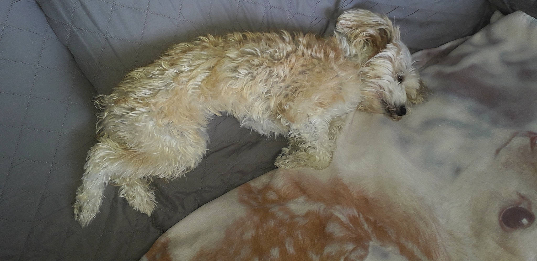 Neige participe au concours pour gagner de l'argent avec cette photo : canidae, carnivore, comfort, companion_dog, dog, dog_breed, fawn, fur, goldendoodle, labradoodle, liver, paw, small_terrier, snout, sporting_group, tail, terrestrial_animal, terrier, toy_dog, working_animal