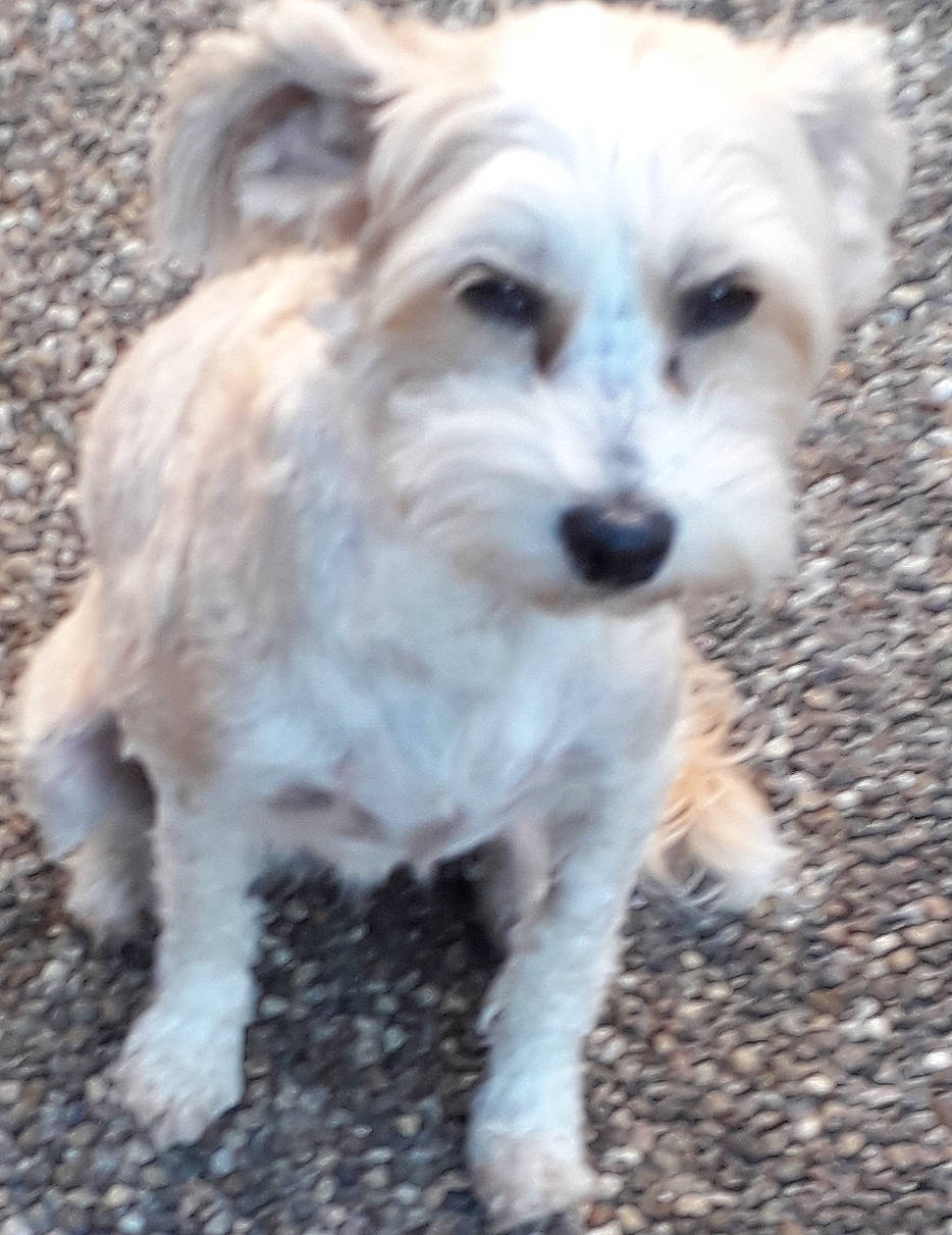 Neige a rejoint le concours — aidez-le/la à gagner de superbes lots ! canidae, carnivore, companion_dog, dog, dog_breed, fur, maltepoo, non_sporting_group, small_terrier, snout, soil, sporting_group, terrestrial_animal, terrier, toy_dog, water_dog, working_animal