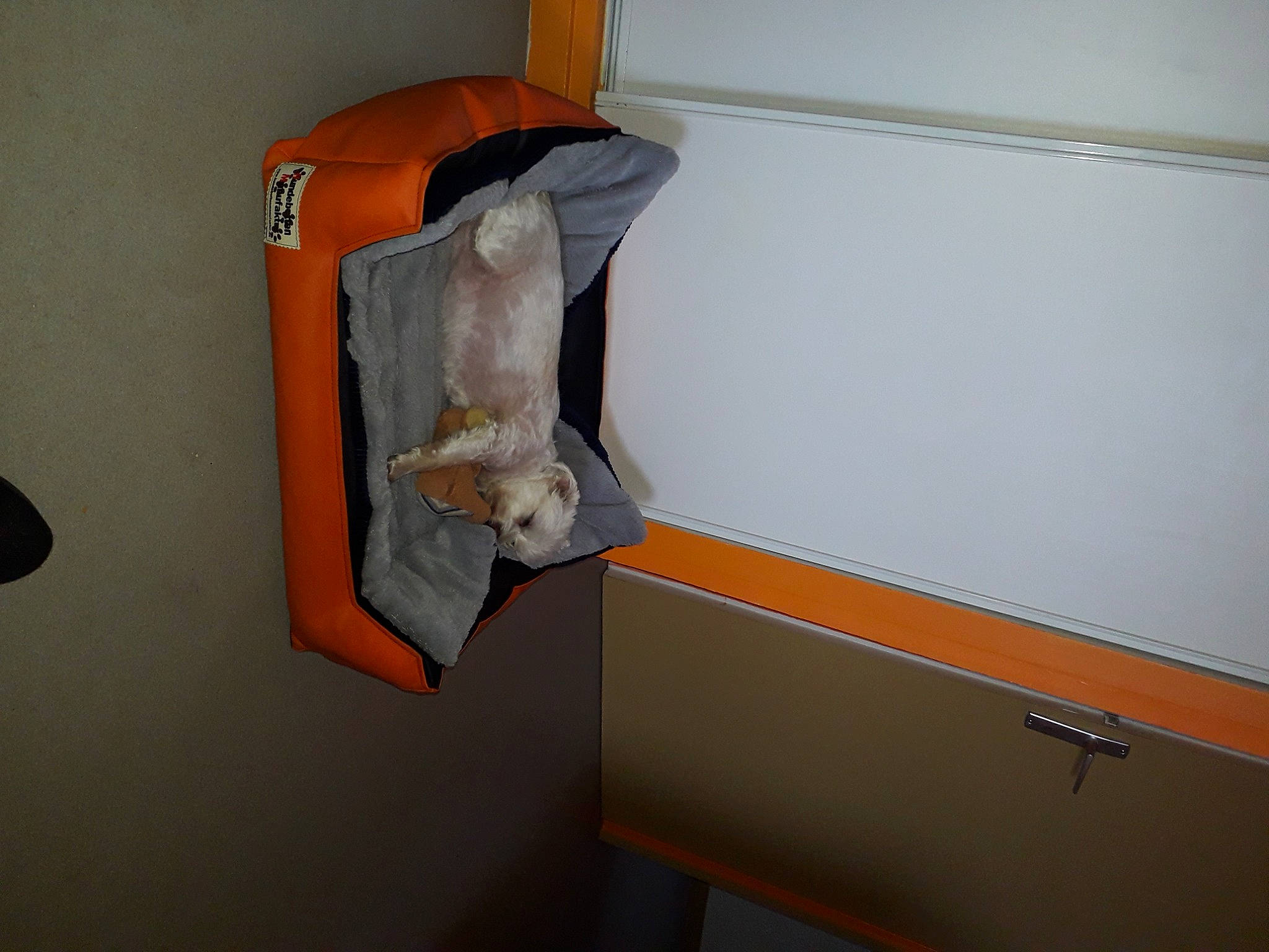 Lady a rejoint le concours — aidez-le/la à gagner de superbes lots ! carnivore, cat, cat_supply, comfort, felidae, fish, flooring, hardwood, paint, pet_supply, room, small_to_medium_sized_cats, tail, whiskers, wood