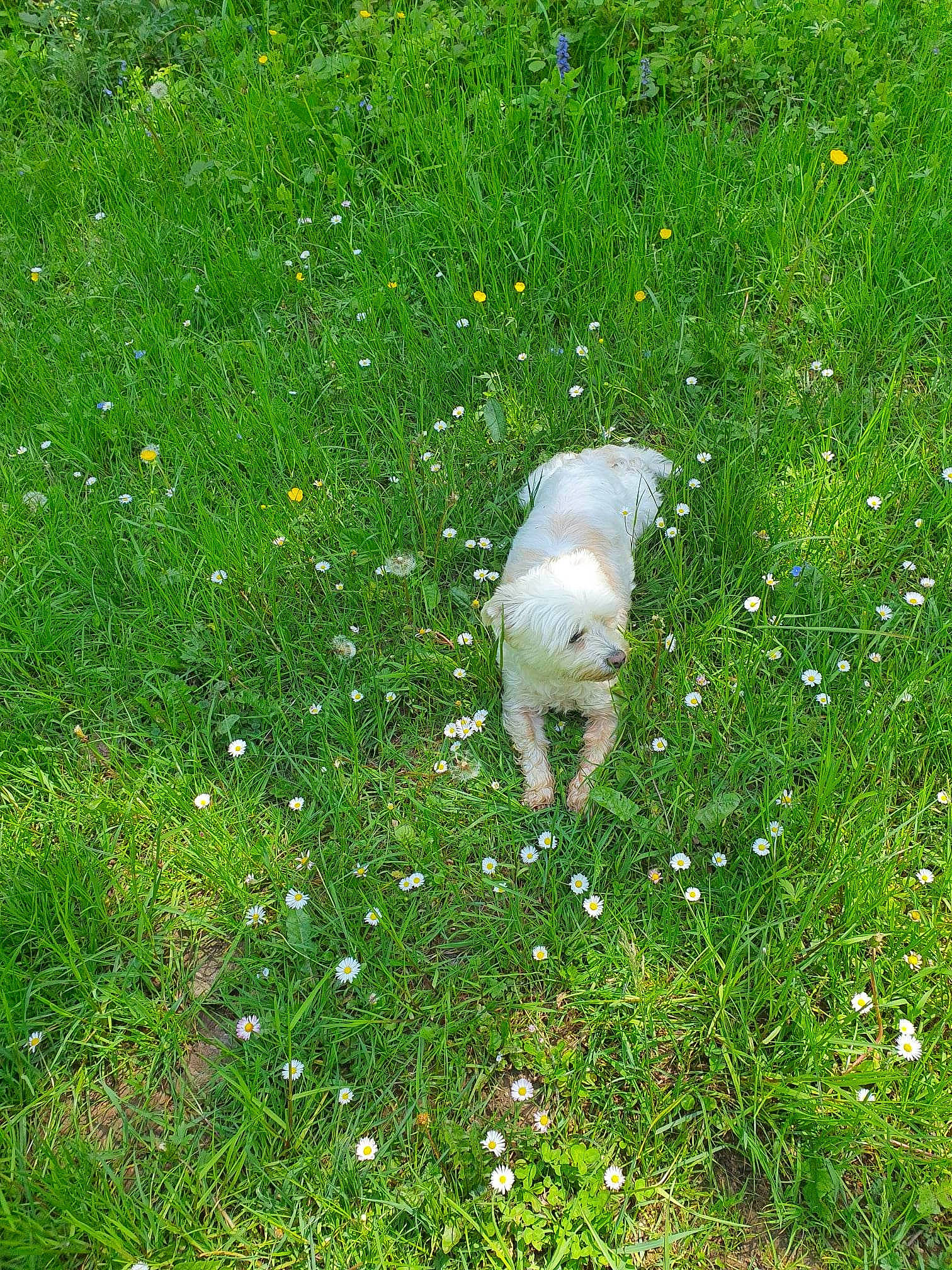 Lady a rejoint le concours — aidez-le/la à gagner de superbes lots ! canidae, carnivore, companion_dog, dog_breed, flower, flowering_plant, grass, grass_family, grassland, groundcover, herbaceous_plant, lawn, meadow, pasture, people_in_nature, petal, plant, shrub, sporting_group, tail