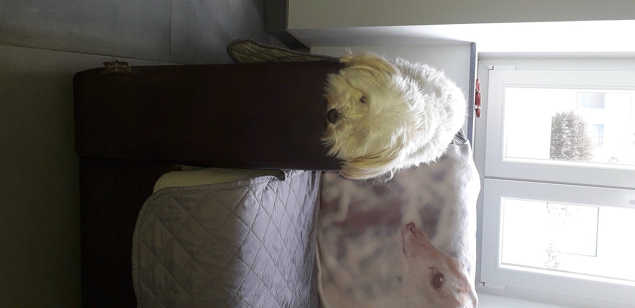 Lady a rejoint le concours — aidez-le/la à gagner de superbes lots ! bichon, carnivore, cockatoo, comfort, companion_dog, dog, dog_breed, dog_supply, fawn, fur, non_sporting_group, poodle_crossbreed, room, small_terrier, tail, terrier, toy_dog, whiskers, window, working_animal