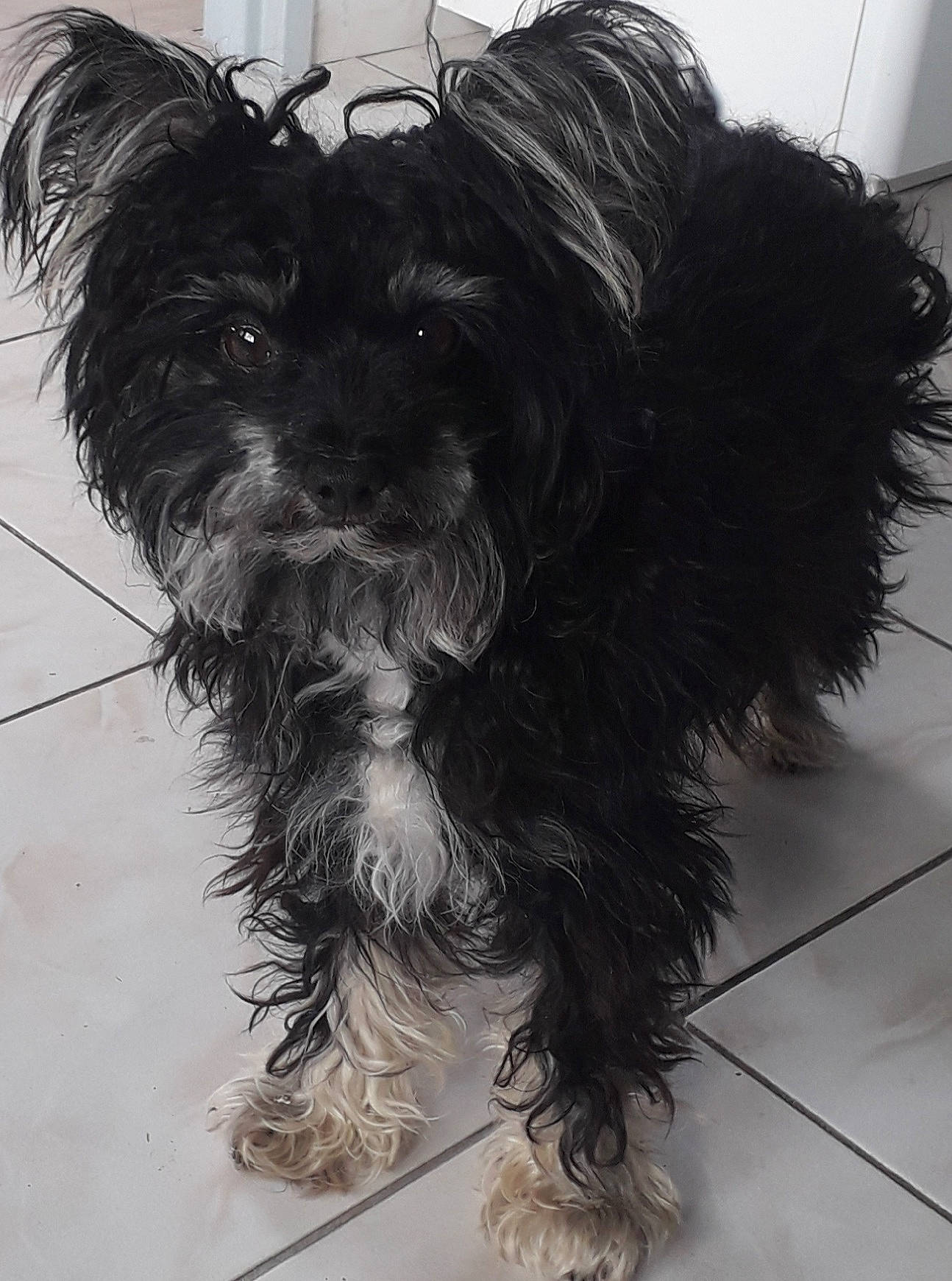 Snoopy participe au concours pour gagner de l'argent avec cette photo : biewer_terrier, canidae, carnivore, companion_dog, dog, dog_breed, dog_supply, fur, liver, maltepoo, puppy, small_terrier, snout, sporting_group, tail, terrier, toy_dog, water_dog, working_animal, yorkipoo