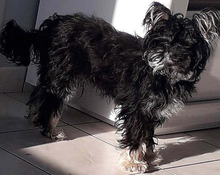 Snoopy a rejoint le concours — aidez-le/la à gagner de superbes lots ! canidae, carnivore, companion_dog, dog, dog_breed, dog_collar, dog_supply, fur, liver, maltepoo, non_sporting_group, scottish_terrier, small_terrier, snout, sporting_group, tail, terrier, toy_dog, water_dog, working_animal