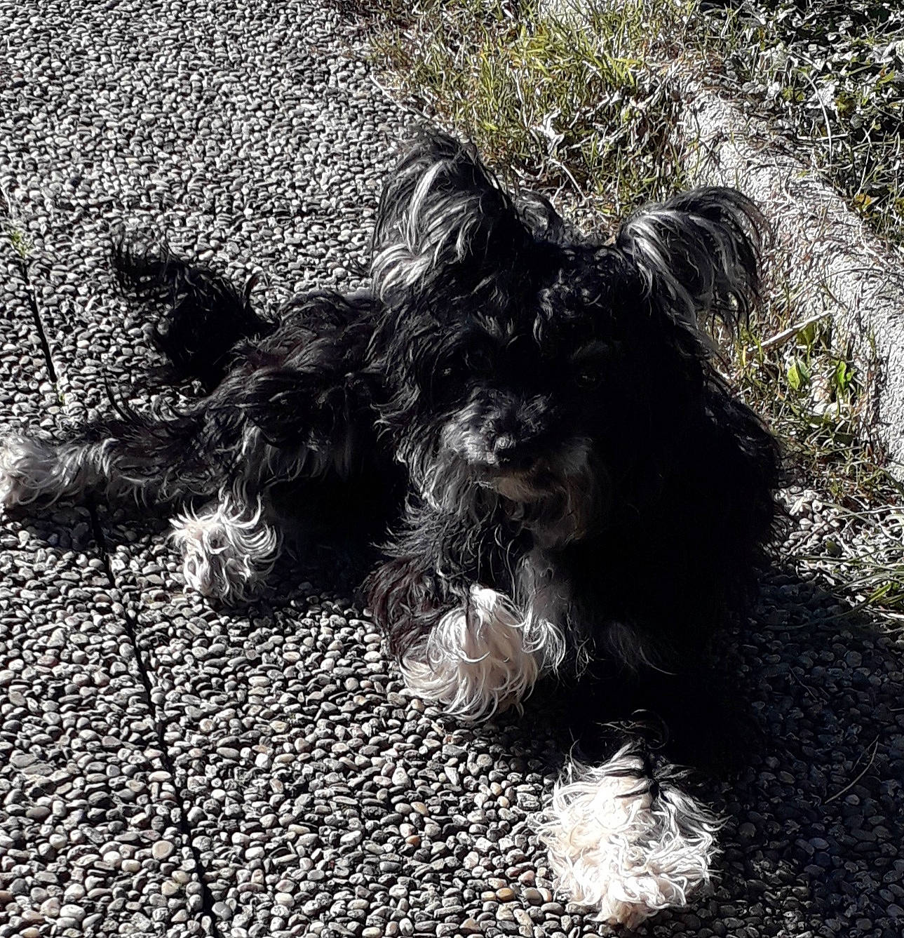 Snoopy participe au concours pour gagner de l'argent avec cette photo : asphalt, carnivore, companion_dog, dog, dog_breed, fur, grass, monochrome, monochrome_photography, road_surface, shadow, small_terrier, snout, soil, sporting_group, tail, terrestrial_animal, terrier, toy_dog, water_dog