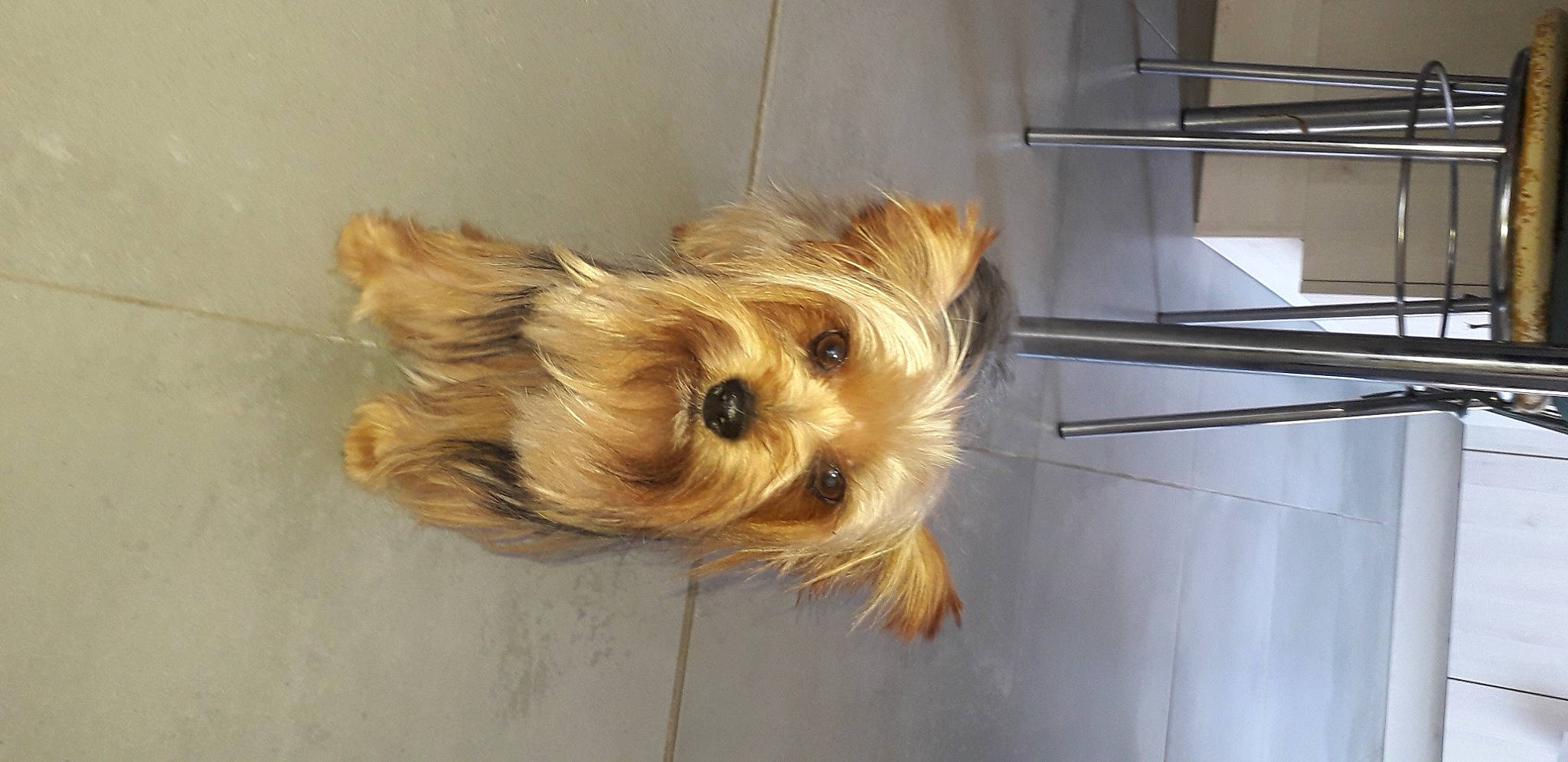 Jezzy a rejoint le concours — aidez-le/la à gagner de superbes lots ! biewer_terrier, canidae, carnivore, companion_dog, dog, dog_breed, dog_supply, fawn, flooring, fur, liver, maltepoo, pet_supply, small_terrier, snout, sporting_group, terrier, toy_dog, wood, working_animal