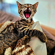 Maya a rejoint le concours — aidez-le/la à gagner de superbes lots ! animal, blanket, cat, closeup, cozy, cute, expressive, feline, fur, indoor, kitten, mouth_open, pet, pillow, resting, striped, tabby, teeth, tongue, yawning