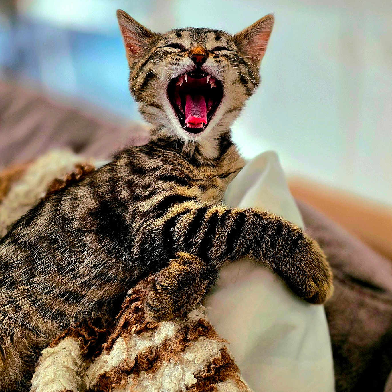 Maya