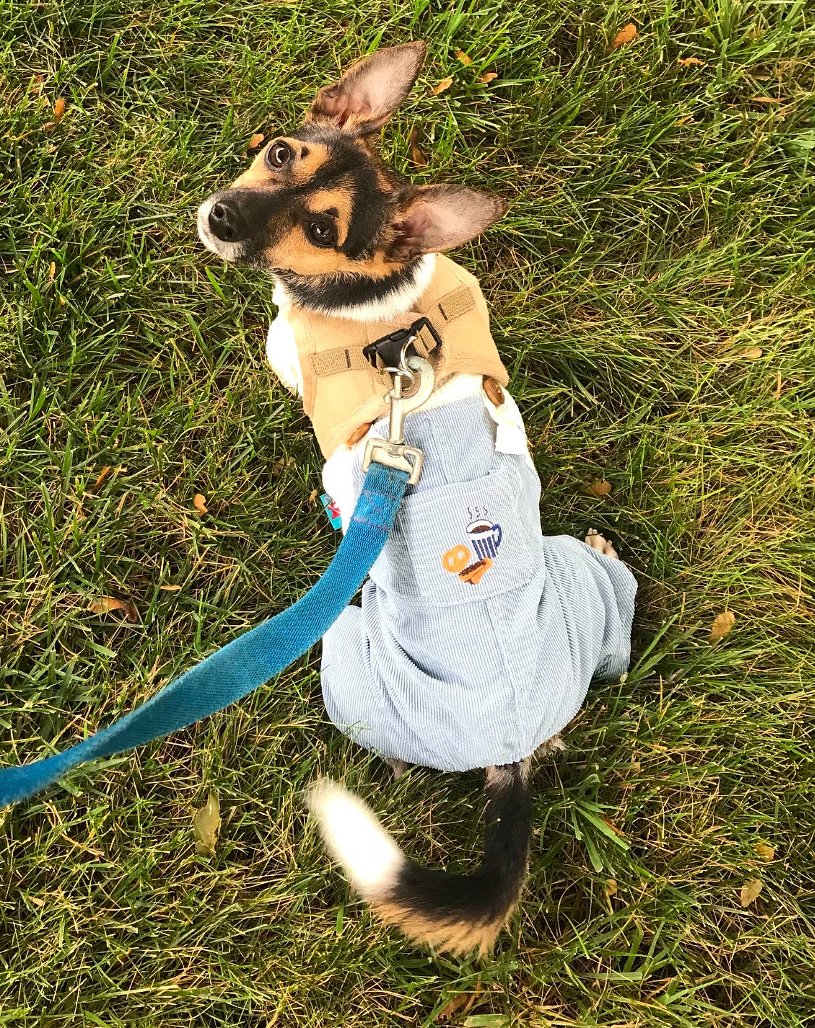 Joey is registered to the contest to win money with this photo: canidae, carnivore, collar, companion_dog, dog, dog_breed, dog_clothes, dog_collar, dog_supply, electric_blue, fashion_accessory, fawn, grass, hat, lawn, leash, people_in_nature, recreation, sporting_group, tail